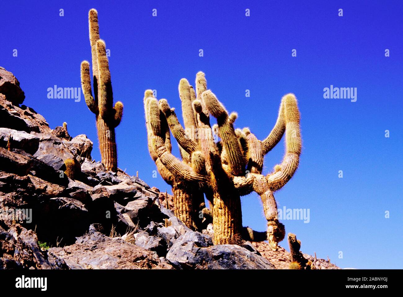 Kakteen, Atacama, Chile, Stock Photo
