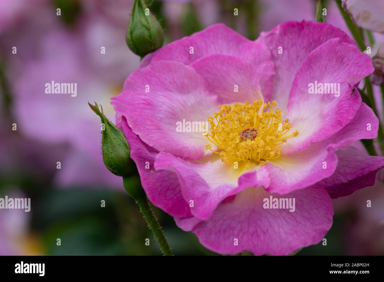 Close up of a pink rosa escapade flower in bloom Stock Photo