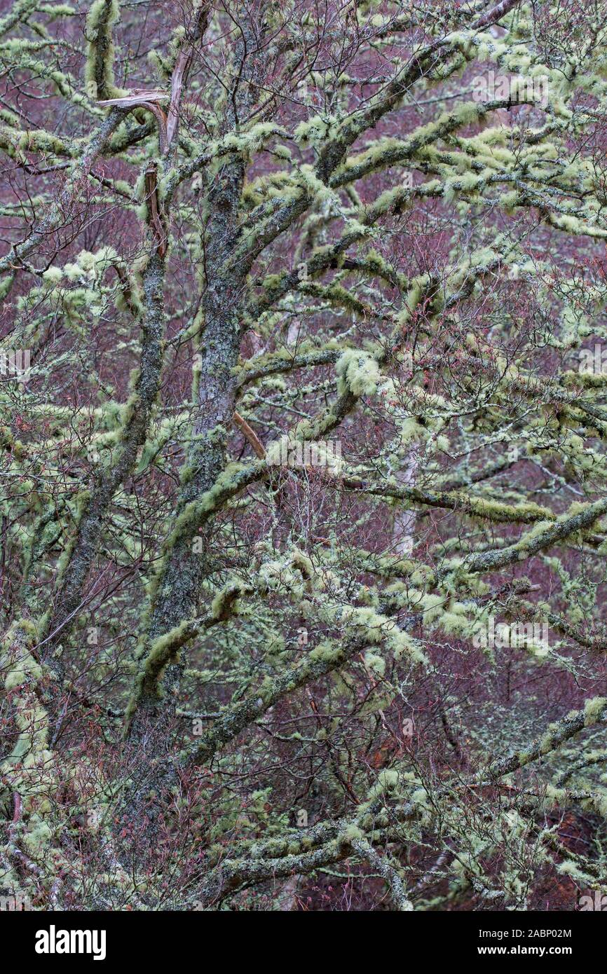Silver birch / warty birch / European white birch (Betula pendula / Betula verucosa) tree covered in old man's beard lichens (Usnea species) in winter Stock Photo