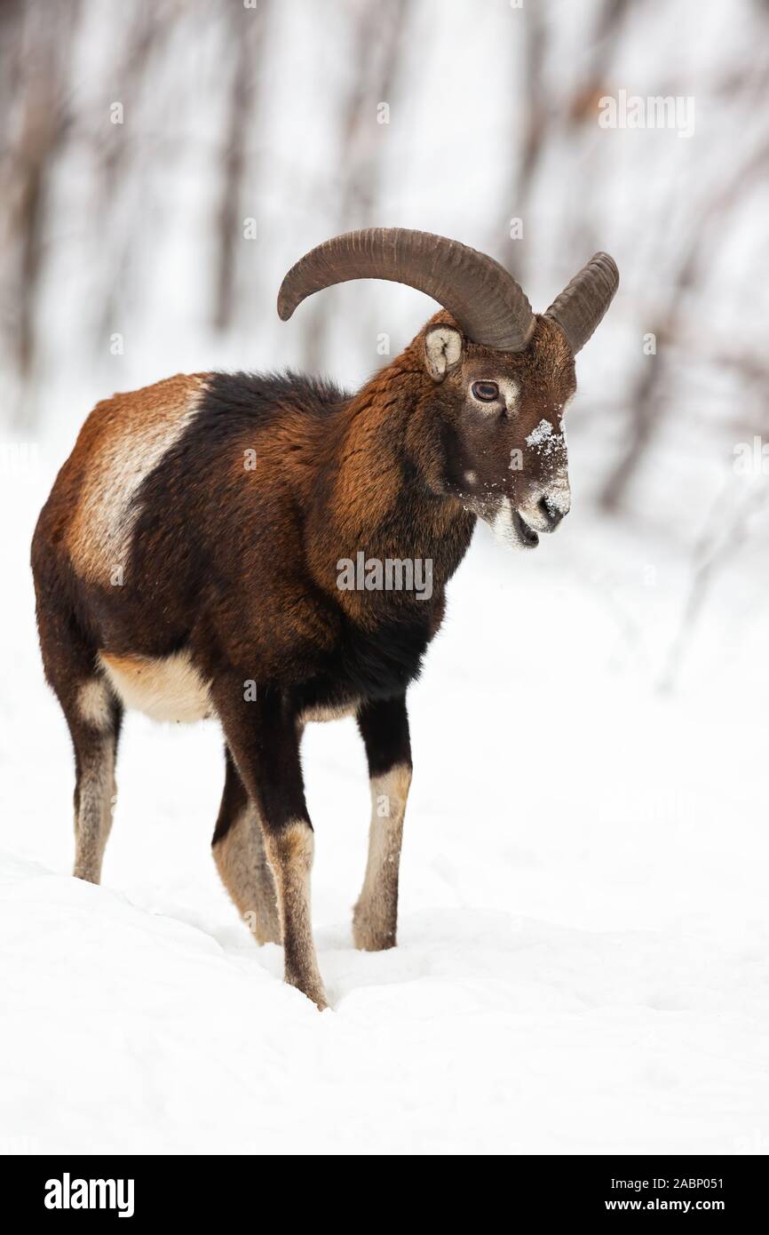 Male mouflon walking and chewing in winter forest covered in snow. Stock Photo