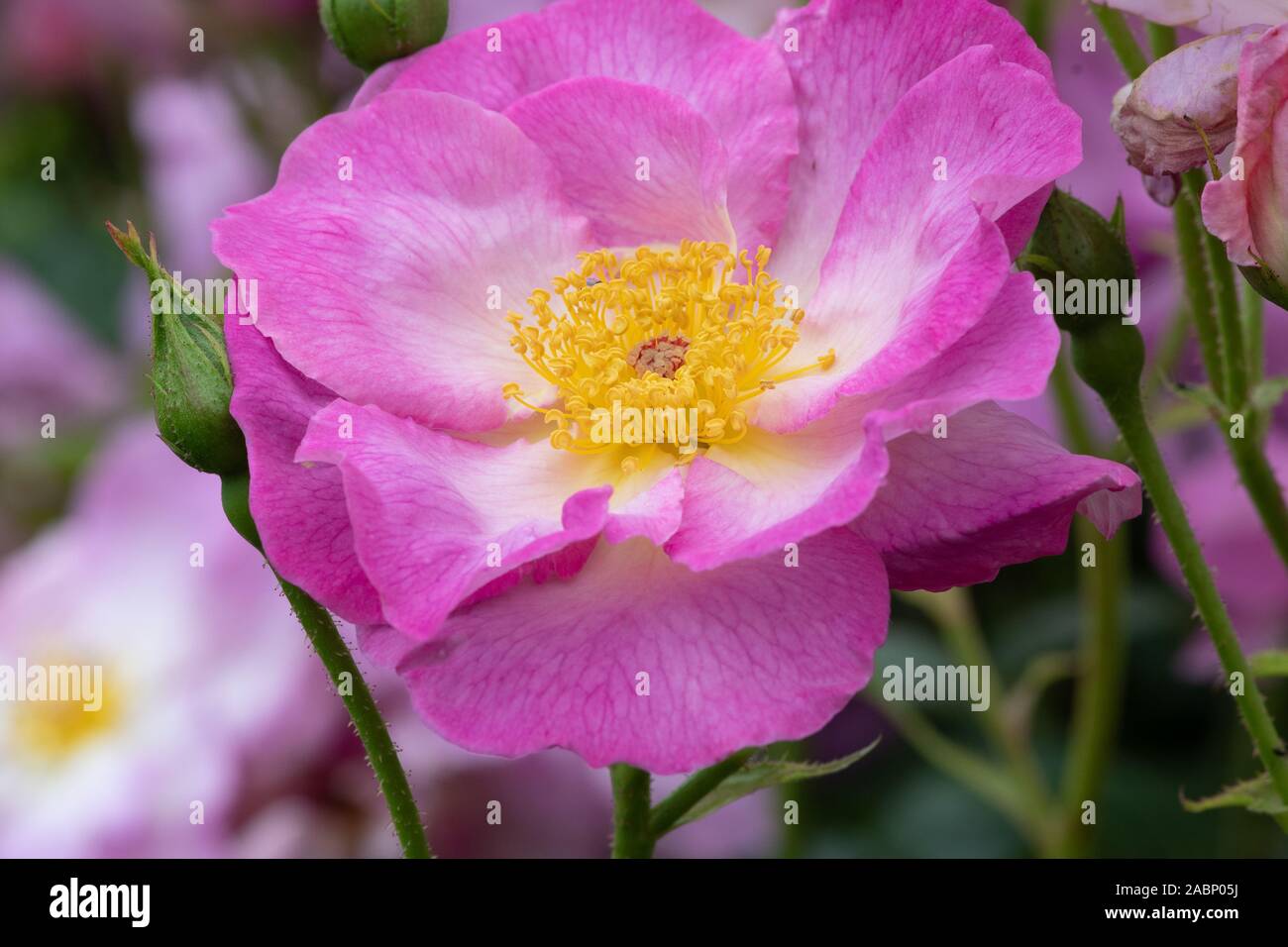 Close up of a pink rosa escapade flower in bloom Stock Photo