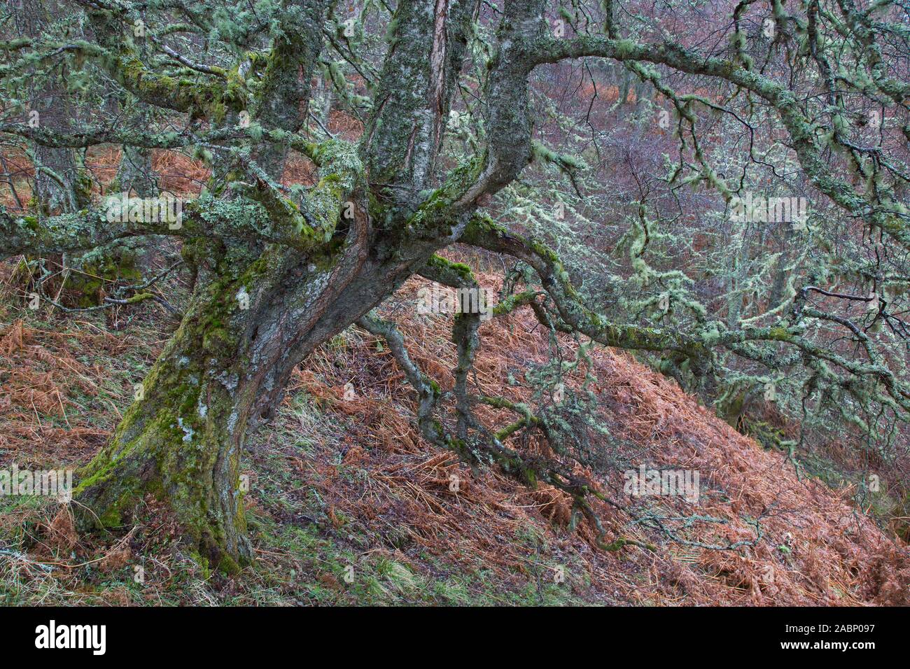 Silver birch / warty birch / European white birch (Betula pendula / Betula verucosa) tree covered in old man's beard lichens (Usnea species) in winter Stock Photo