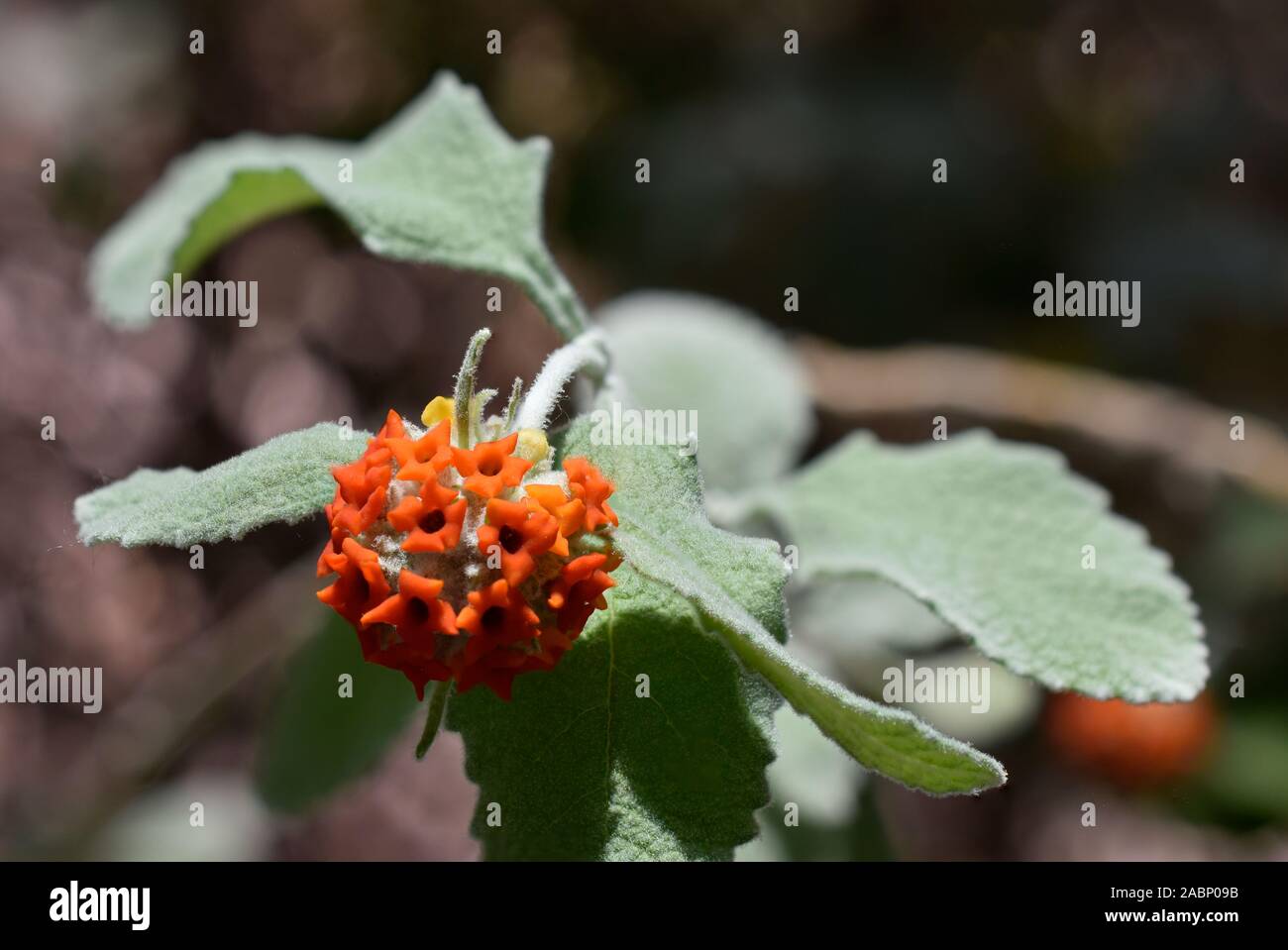 Woolly Butterfly Bush photographed at the Desert Botanical Gardens in
