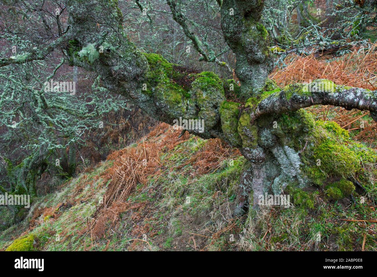 Gnarled silver birch / warty birch / European white birch (Betula pendula / Betula verucosa) tree covered in mosses and Usnea lichens in winter Stock Photo
