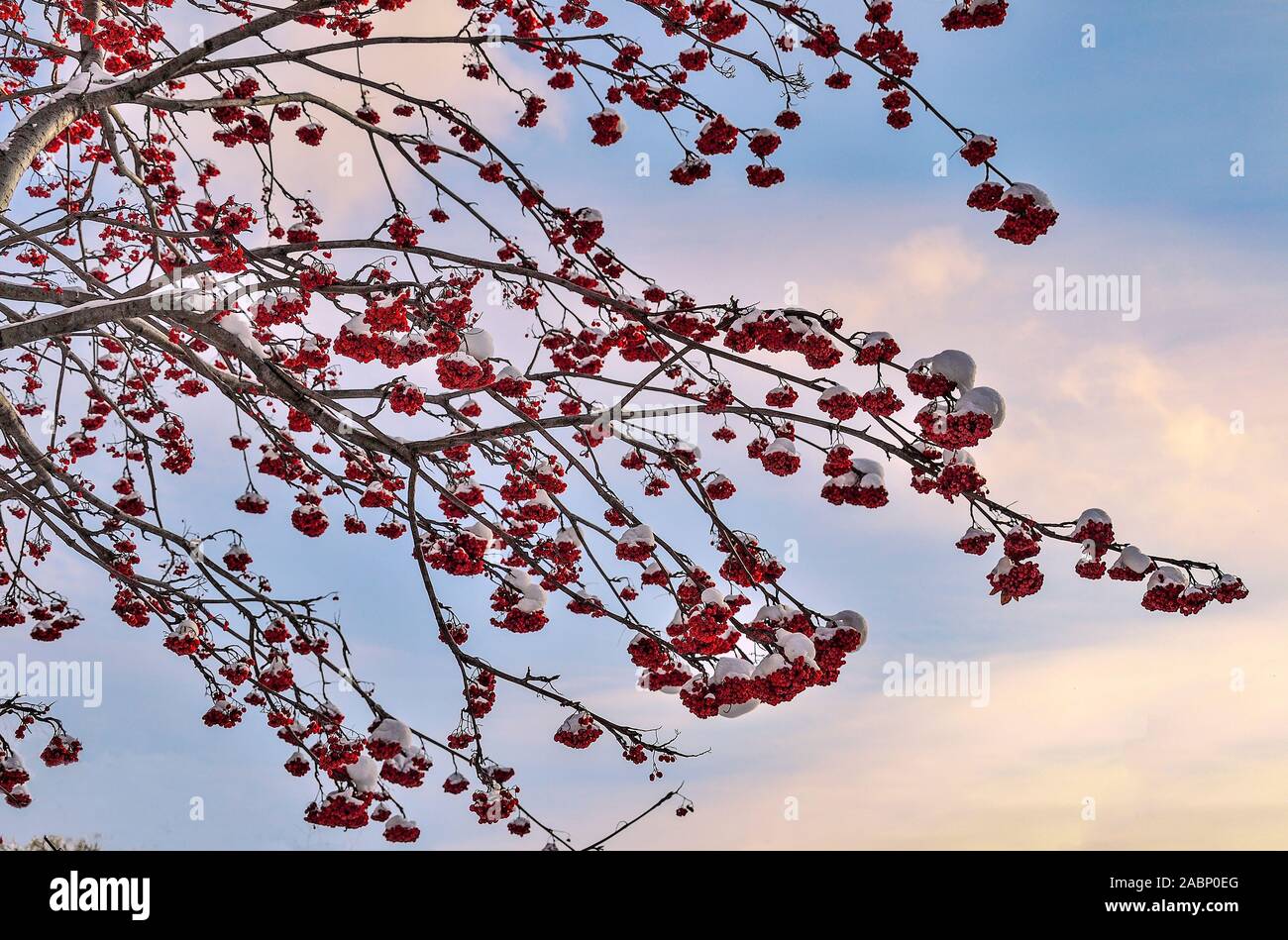 Snow covered rowan tree branches with red berries - winter landscape on sunset or sunrise sky background. Bright decoration of white winter nature and Stock Photo