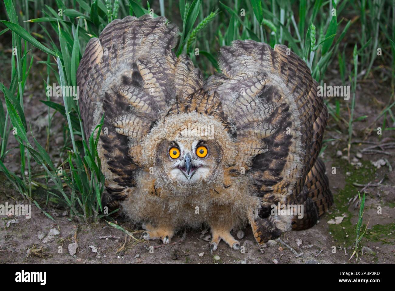 Threat display by Eurasian eagle-owl / young European eagle-owl (Bubo bubo) owlet showing lowered head and wings spread out and pointing down Stock Photo