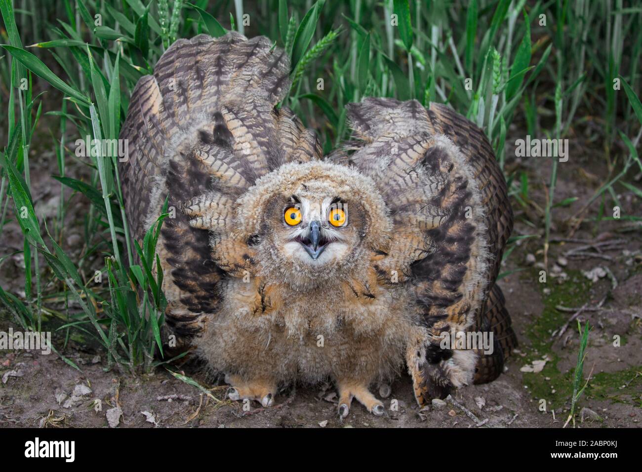 Threat display by Eurasian eagle-owl / young European eagle-owl (Bubo bubo) owlet showing lowered head and wings spread out and pointing down Stock Photo