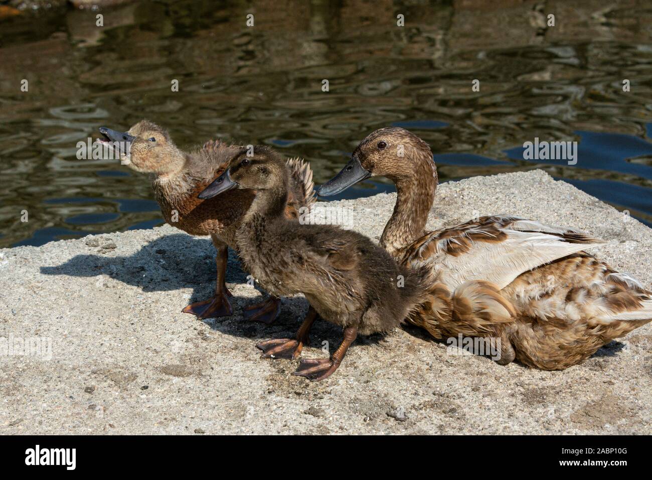 Two ducklings and a female duck Stock Photo Alamy