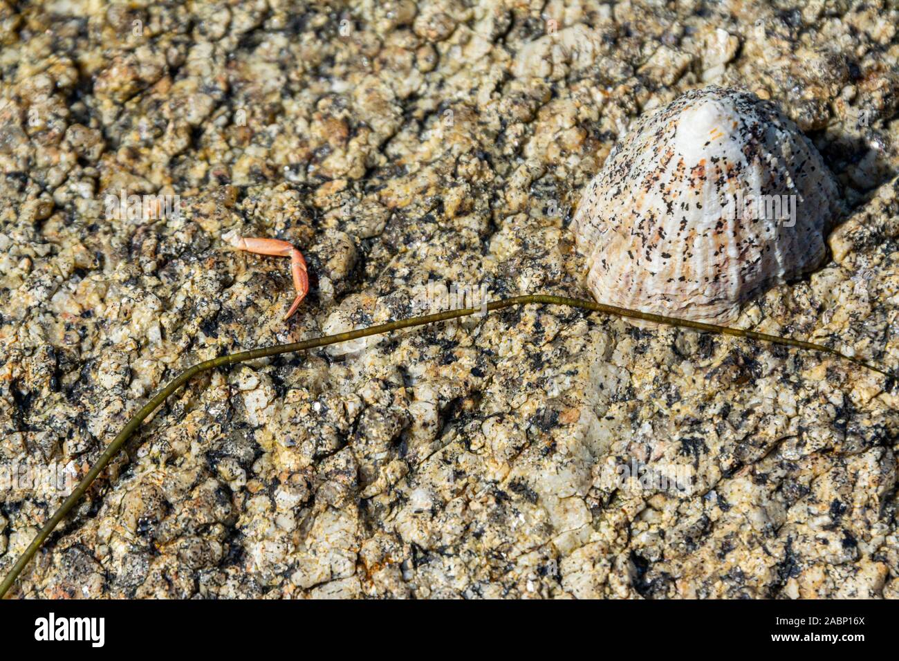 A common limpet, crap leg and seaweed on a rock Stock Photo