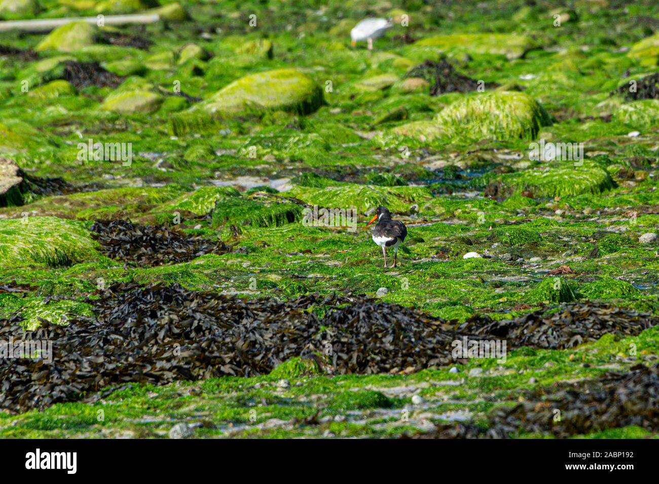An oystercatcher (Haematopus ostralegus) on Porthloo beach, St Mary's in the Isles of Scilly Stock Photo