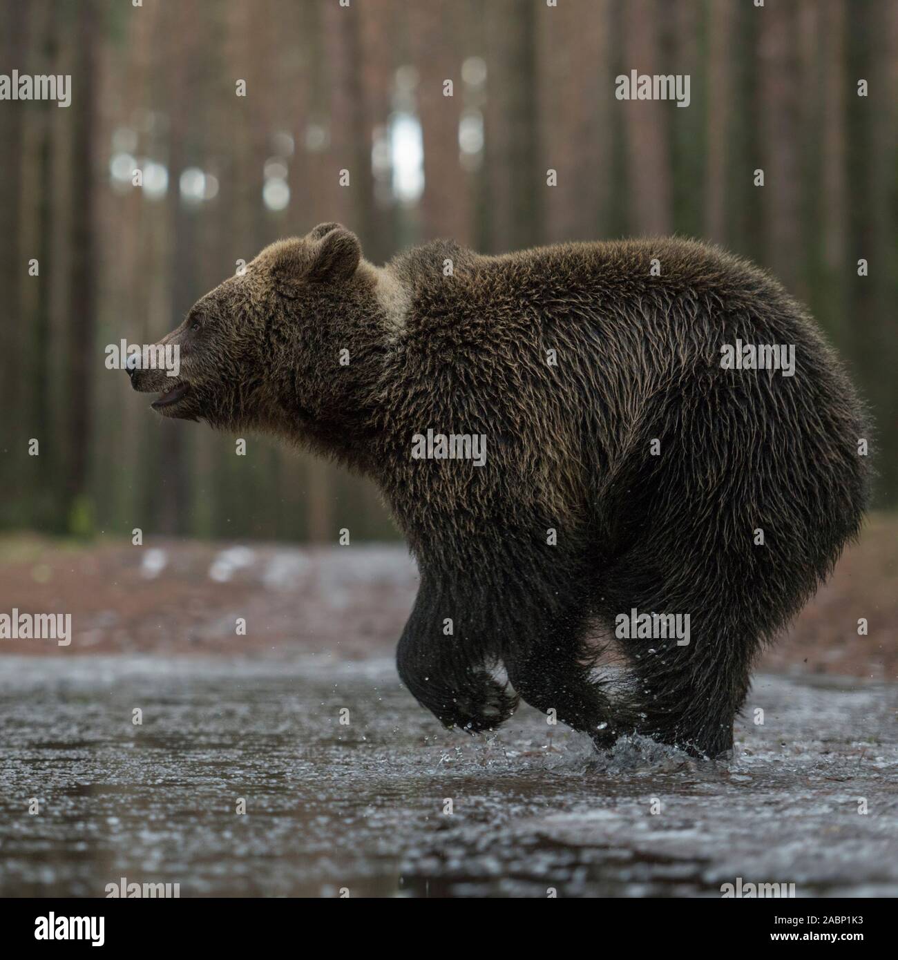 Eurasian Brown Bear / Braunbaer ( Ursus arctos ), young, in a hurry, runs fast through a frozen puddle, crossing a forest road, in winter, cute and fu Stock Photo