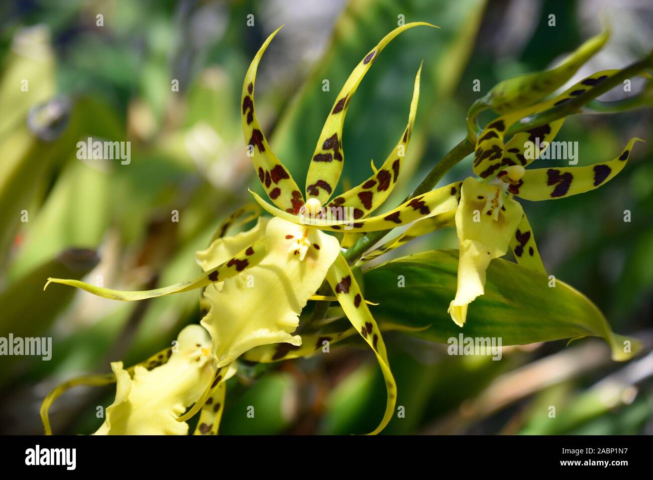 Spider Orchid, also called Brassia Cochleata, photographed at the Mediterranean Gardens in New Mexico. Stock Photo
