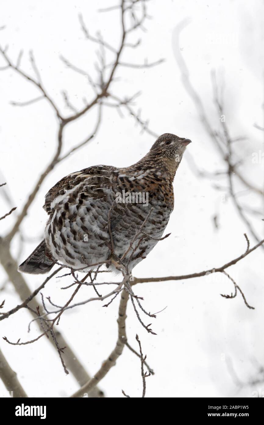 Ruffed Grouse / Kragenhuhn ( Bonasa umbellus ) in winter, perched in a tree, sitting on a thin branch, searching for food, during light snowfall, Wyom Stock Photo