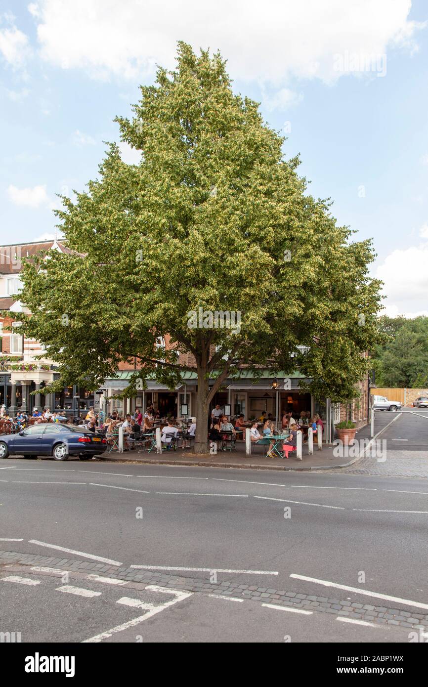 'Greenspire' cultivar of small-leaved lime (Tilia cordata) and al fresco diners, Dulwich Village, London, UK Stock Photo