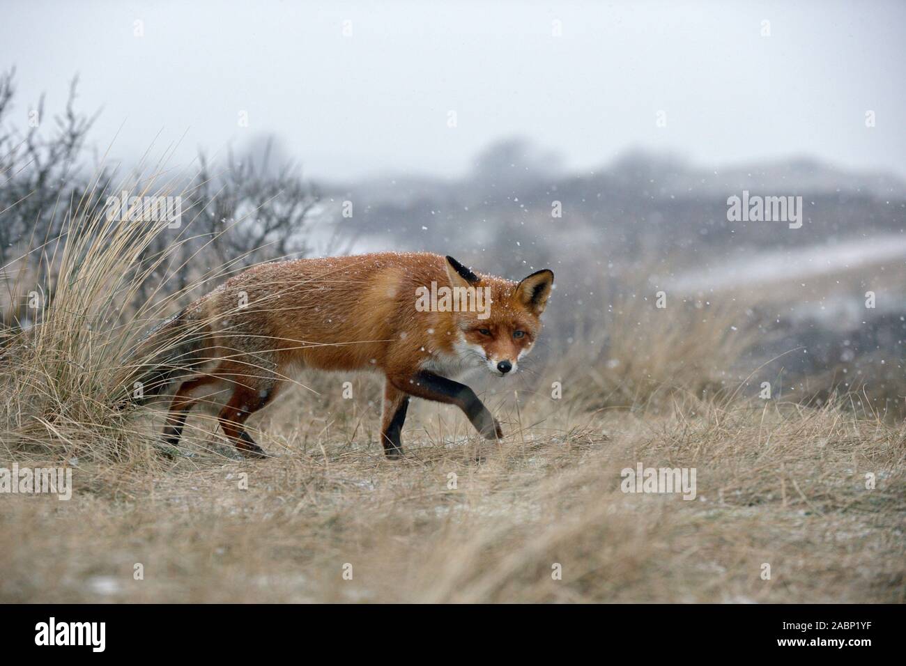 Red Fox ( Vulpes vulpes ), cunning fox, sneaking through grass over a hill, falling snow, winter, typical behavior, wildlife, Europe. Stock Photo