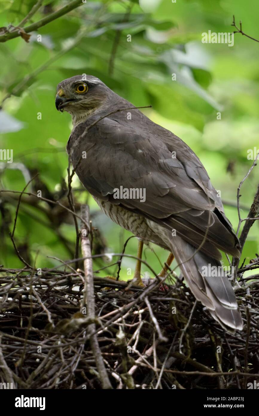 Eurasian Sparrowhawk / Sperber ( Accipiter nisus ), adult female, perched at its nest with freshly hatched chicks, turning around, watching, wildlife, Stock Photo