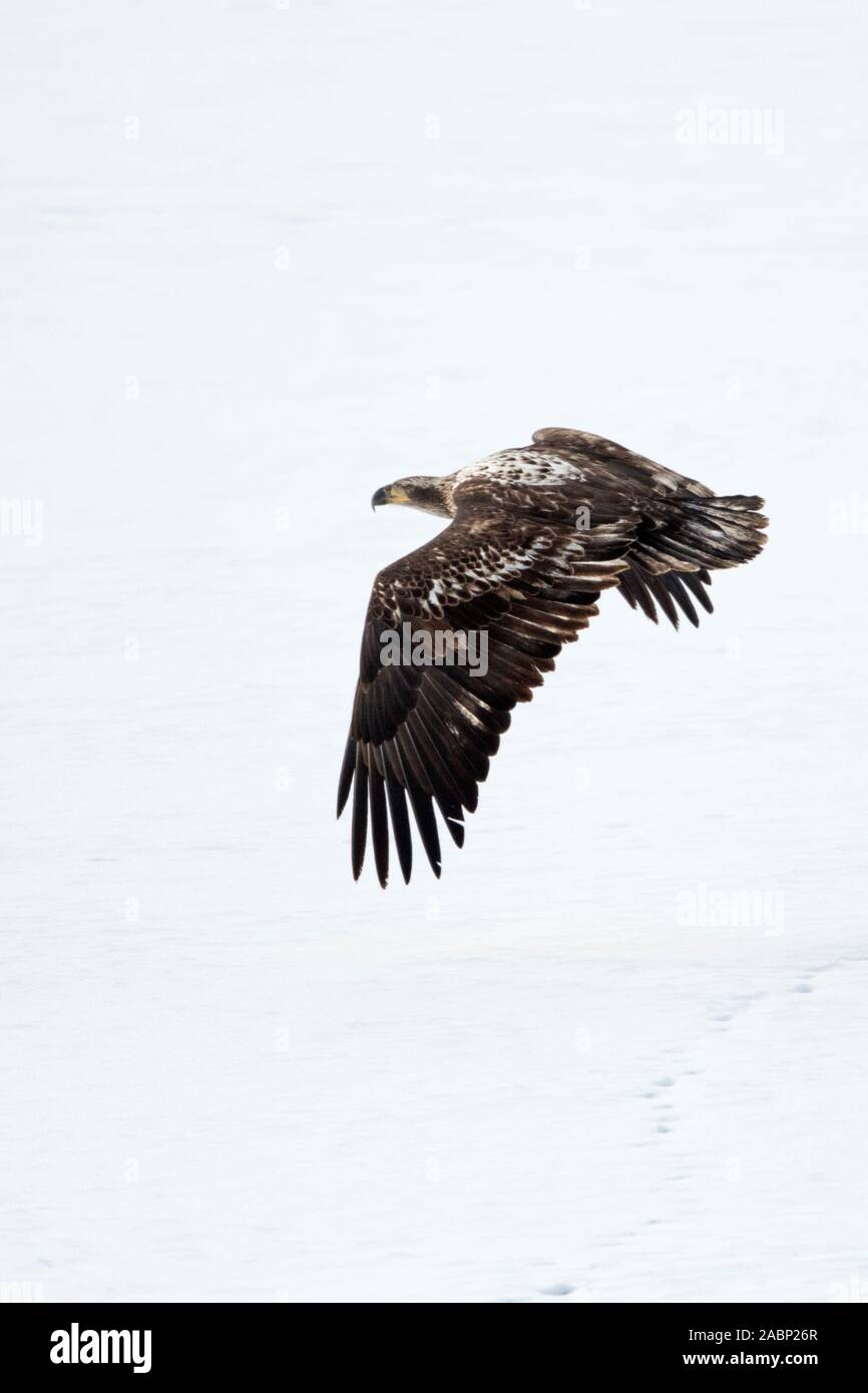 Bald Eagle / Weisskopfseeadler ( Haliaeetus leucocephalus ) in winter, young bird, immature, juvenile, flying away over snow covered open land, Yellow Stock Photo