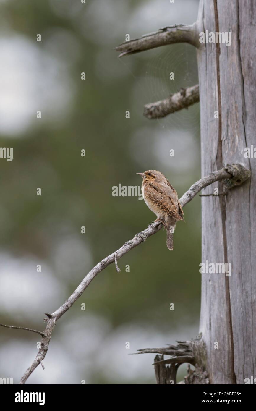 Eurasian Wryneck / Wendehals ( Jynx torquilla ) perched on a branch of a dead spruce tree, typical view on distance, in natural surrounding, Europe. Stock Photo