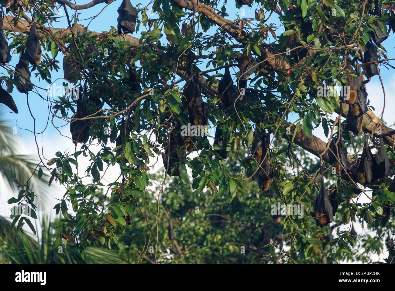 Bats on a tree in the jungle of Sri Lanka Stock Photo