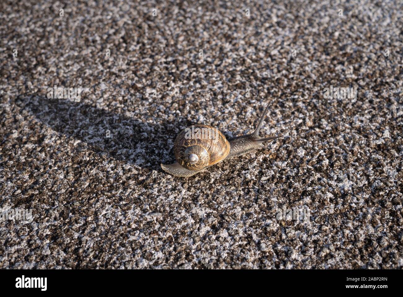 Common snail in shell crawling on granite stone surface. Outdoor at sunset Stock Photo