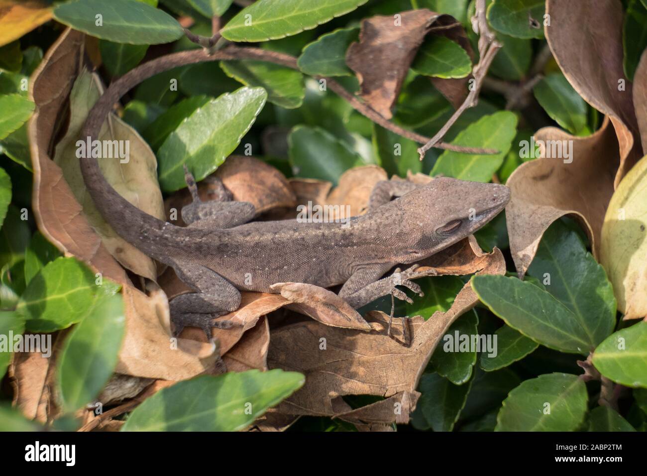 A Carolina Anole takes a nap on a bed of autumn leaves. Yates Mill County Park, Raleigh, North Carolina. Stock Photo