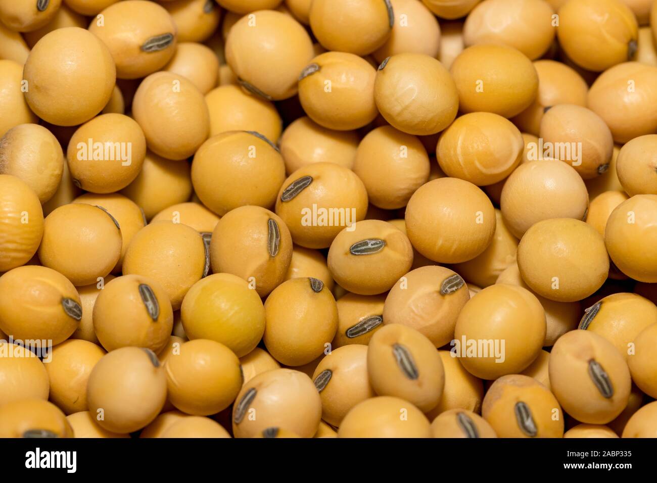 Mature seed hires stock photography and images Alamy