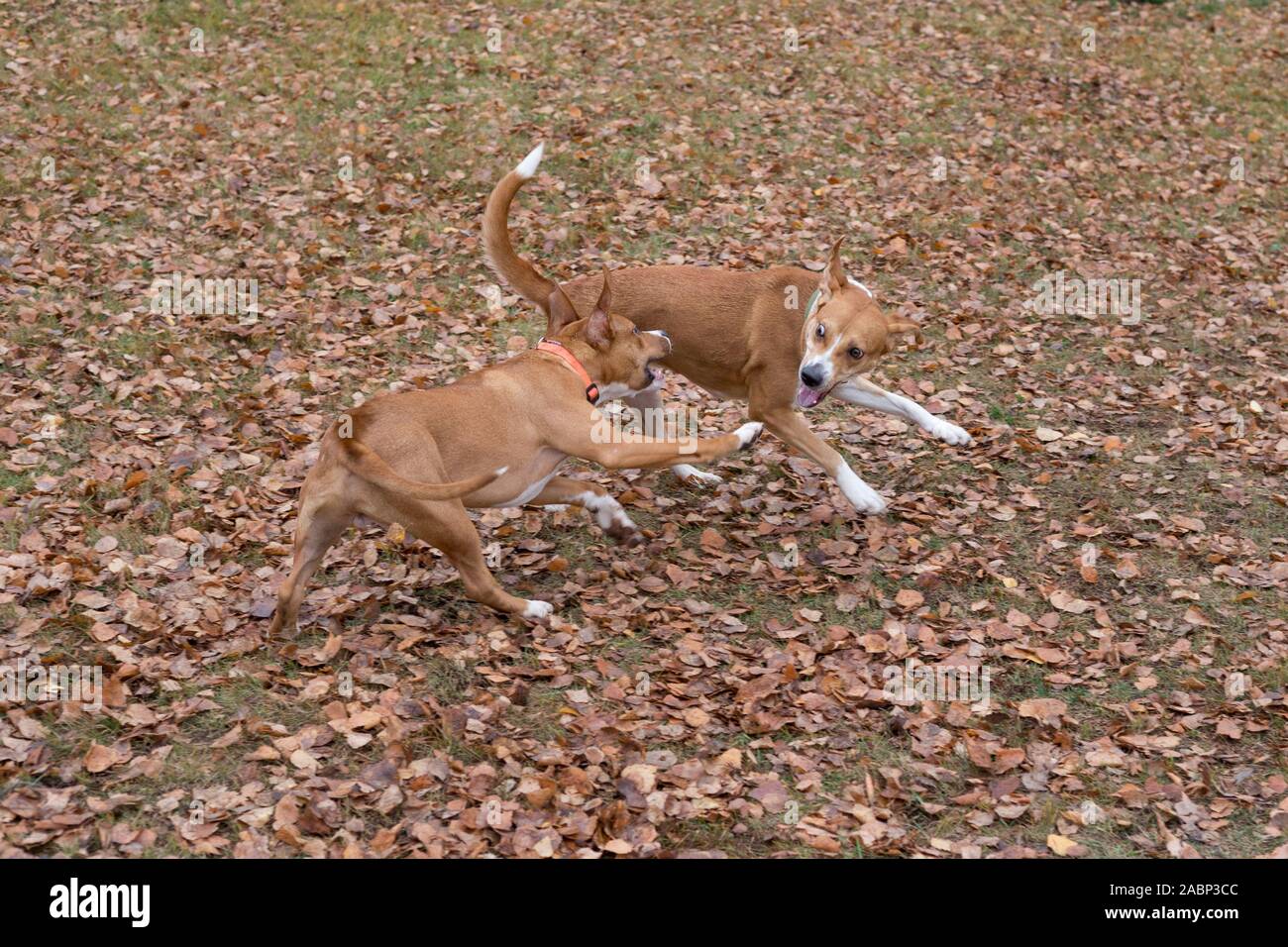 Cute American Staffordshire Terrier Puppy And Multibred Dog Are Playing In The Autumn Park Pet Animals Purebred Dog Stock Photo Alamy