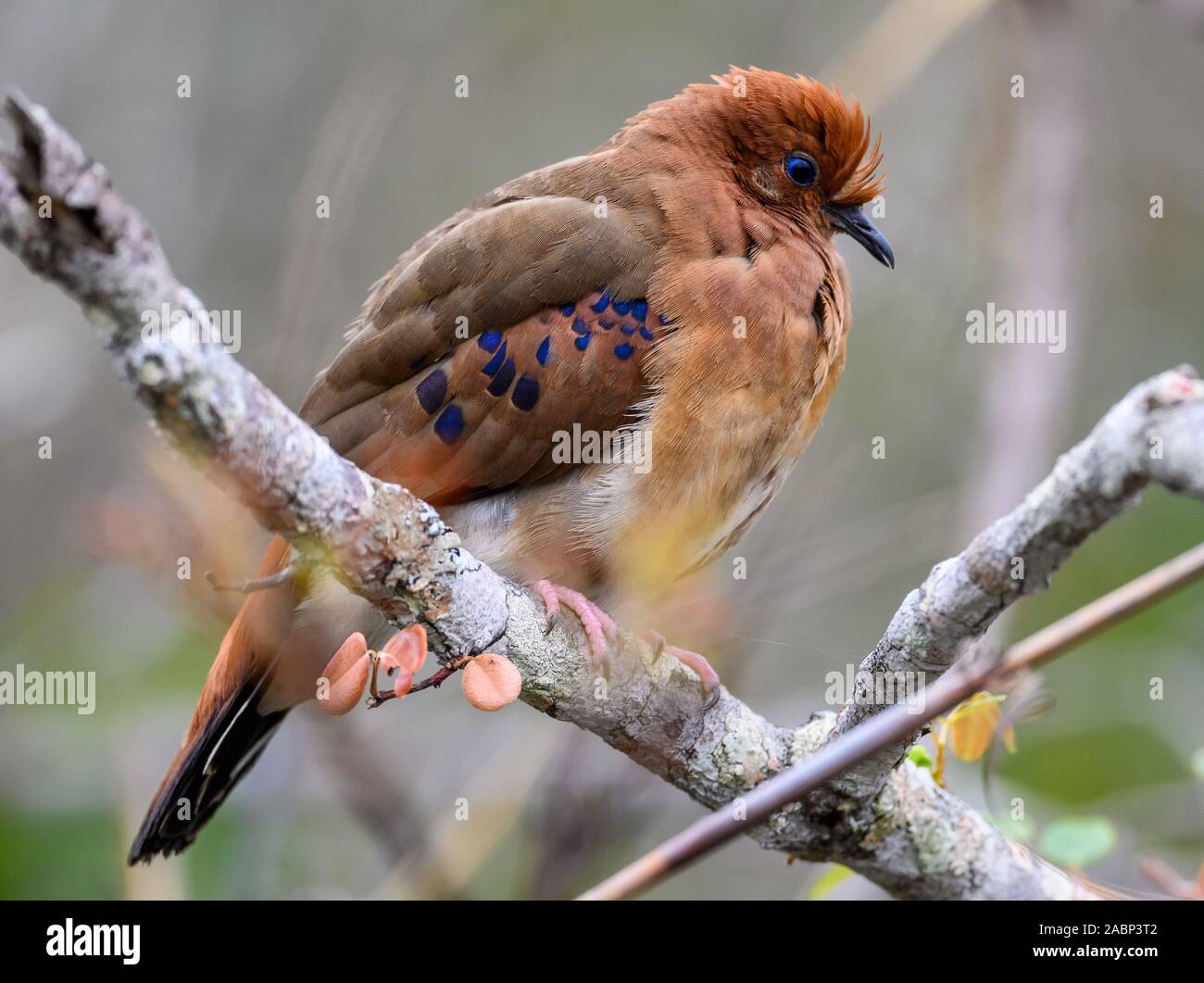 Columbina cyanopis hires stock photography and images Alamy