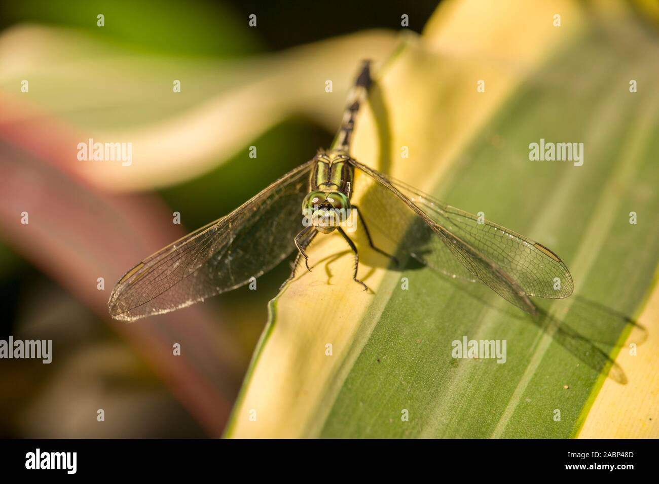 Tiger Dragonfly Sitting on the Leaf Stock Photo