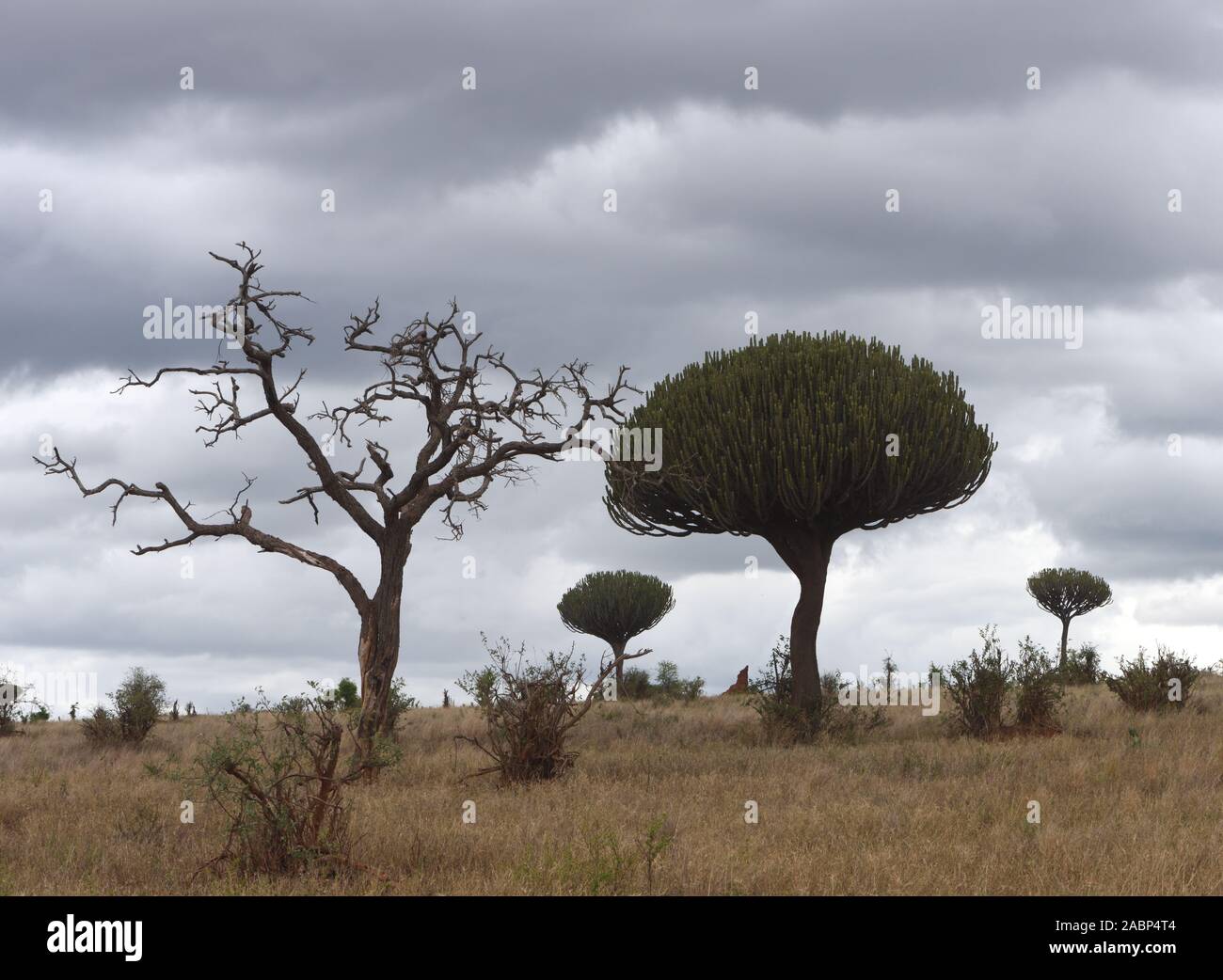 Part of the Tarangire National Park is a flat, grassy landscape with the occasional giant succulent euphorbia  tree (Euphorbia ingens). Tarangire Nati Stock Photo