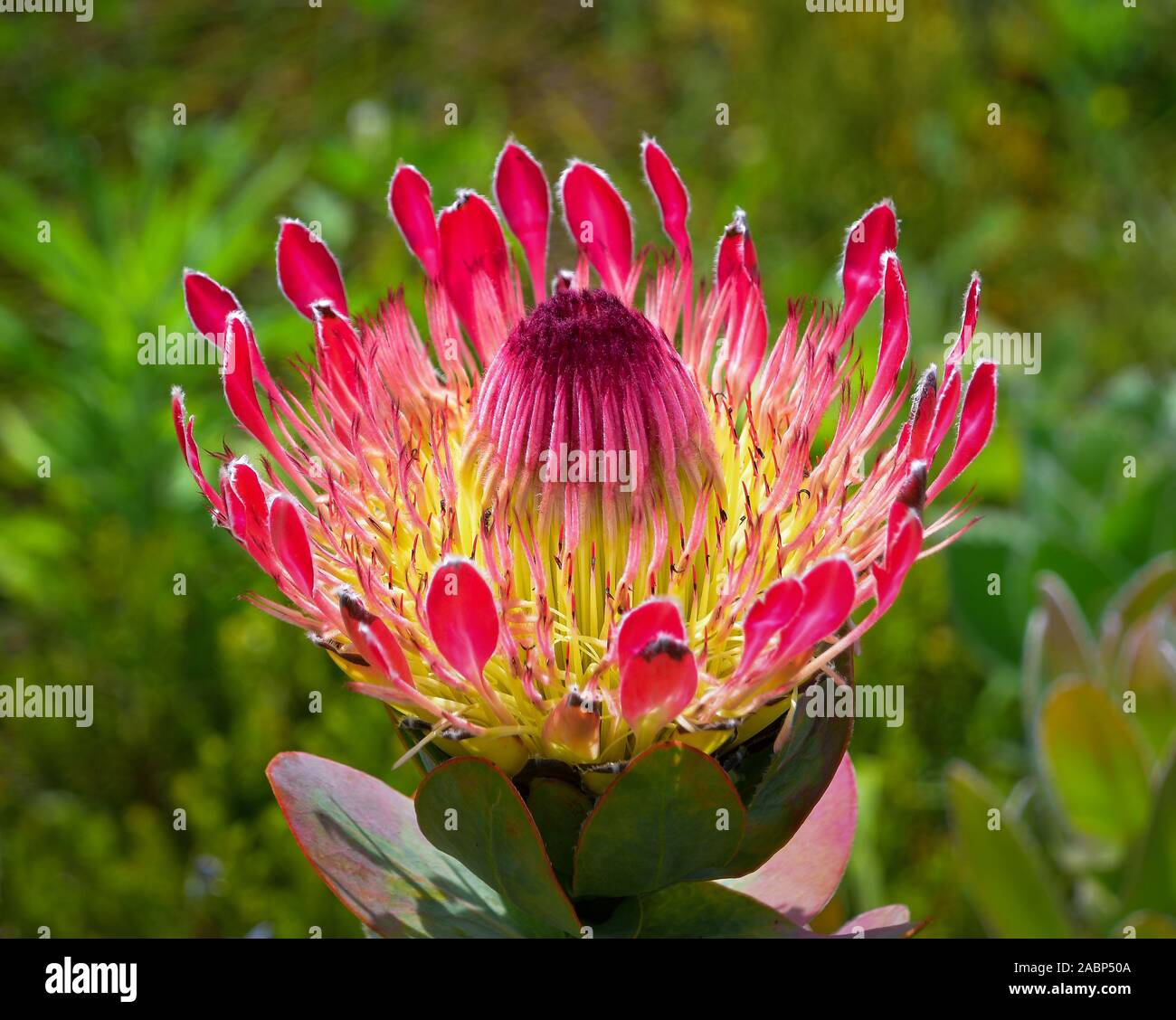 Protea eximia or broad-leaved sugarbush, beautiful red flower in botanical garden, Cape Town, South Africa Stock Photo