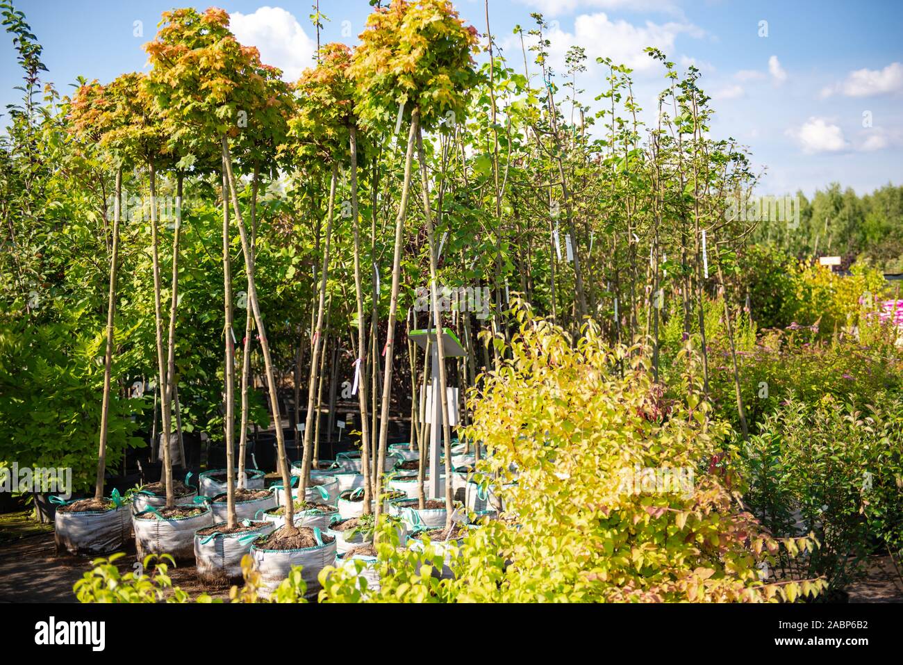Nursery plants. Bushes and trees with closed root system. Maples in