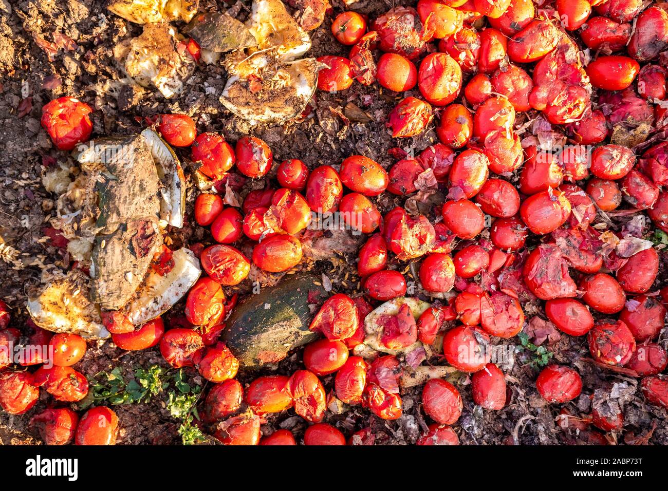 Rotten fruit and vegetables, farmers waste, unsustainable agriculture