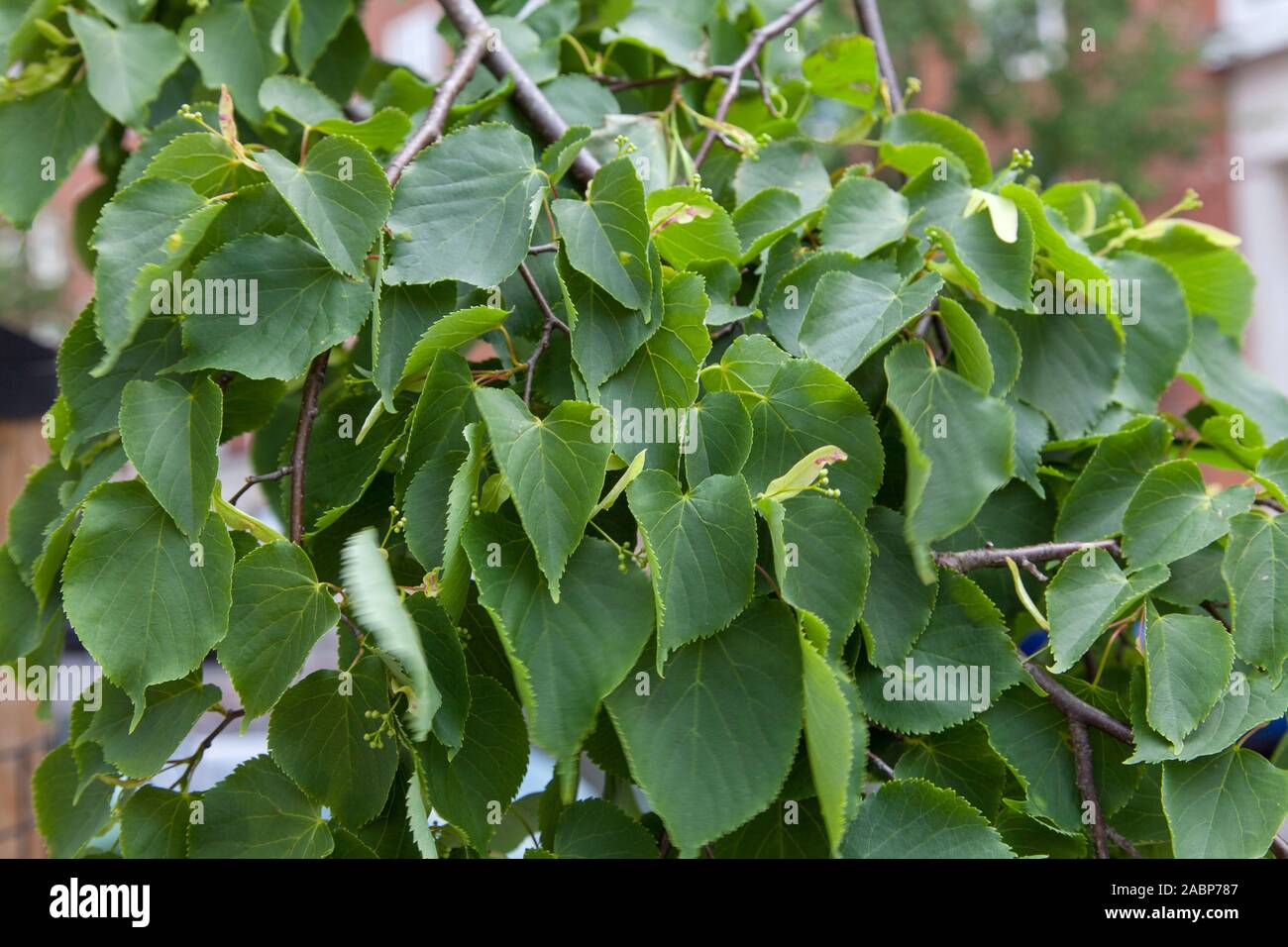 Cordate or heart-shaped leaves of small-leaved lime (Tilia cordata) street tree in summer, London, UK Stock Photo