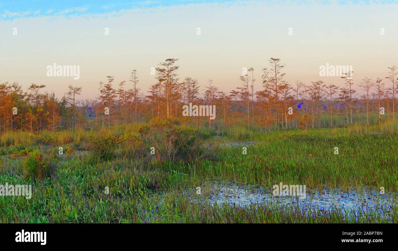 Orange and yellow changing leaves in swamp landscape Stock Photo
