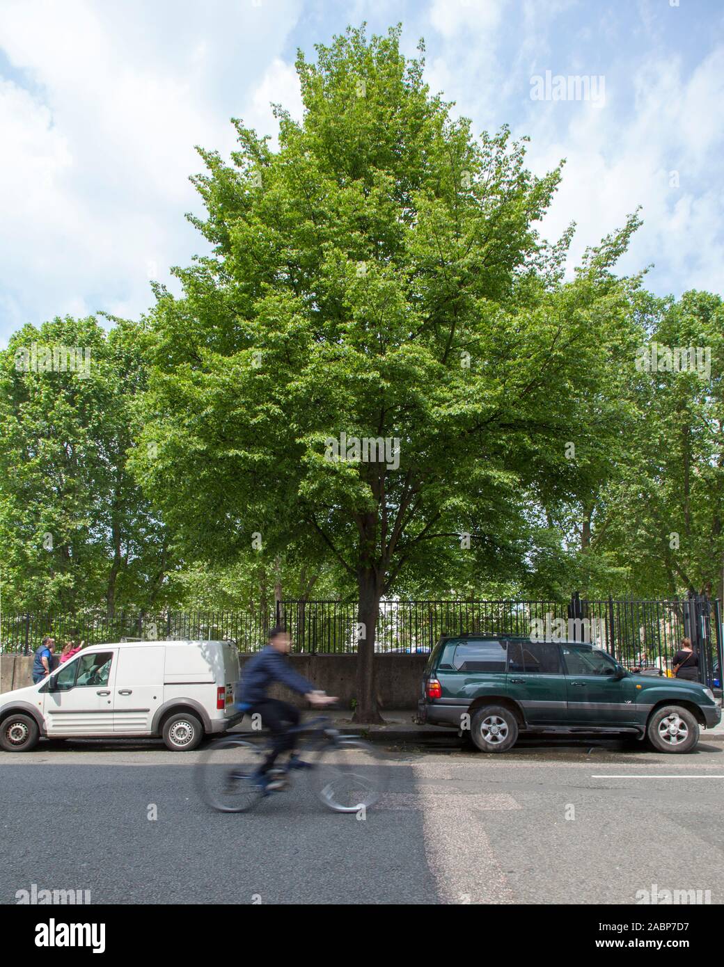 A cyclist passes a small-leaved lime (Tilia cordata) urban tree outside the Pimlico Academy, Lupus Street, London SW1, UK Stock Photo
