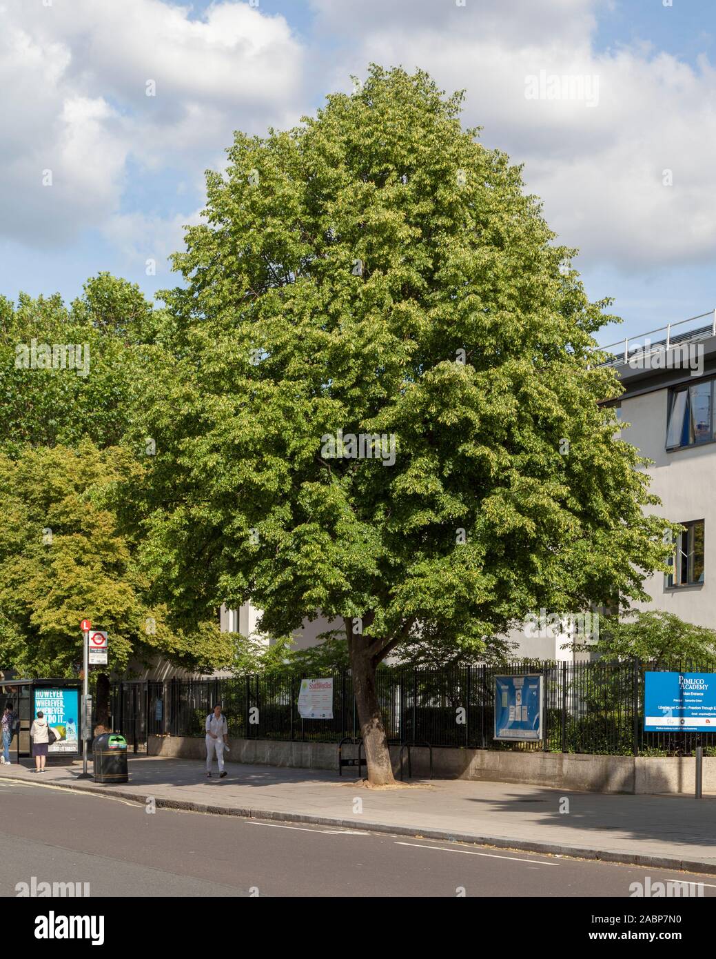 Small-leaved lime (Tilia cordata) urban tree outside the Pimlico Academy, Lupus Street, London SW1, UK Stock Photo