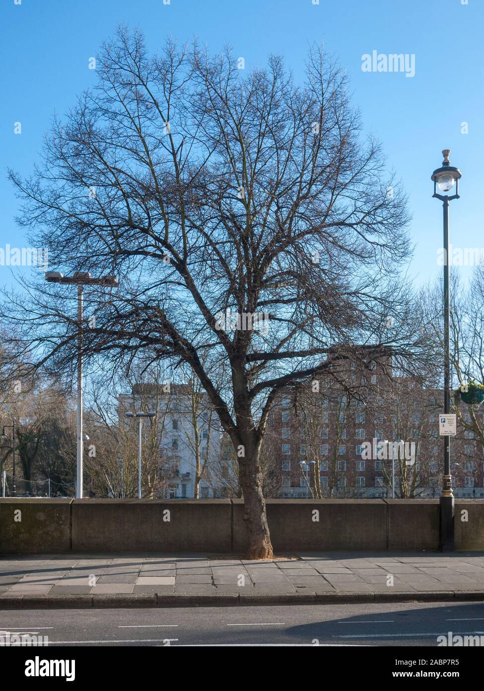 Small-leaved lime (Tilia cordata) urban tree in winter, Pimlico, London, UK Stock Photo
