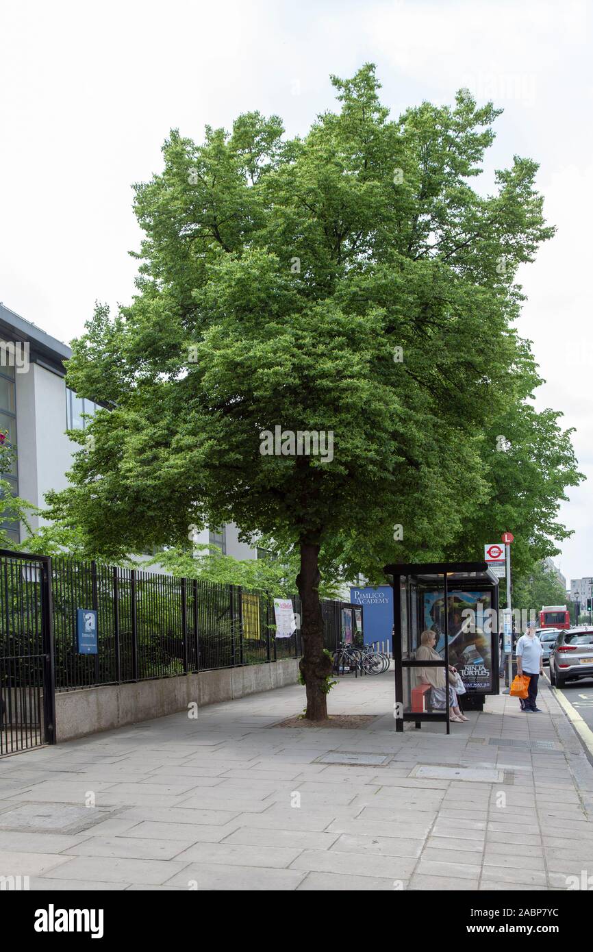 Small-leaved lime (Tilia cordata) urban tree outside the Pimlico Academy, Lupus Street, London SW1, UK Stock Photo