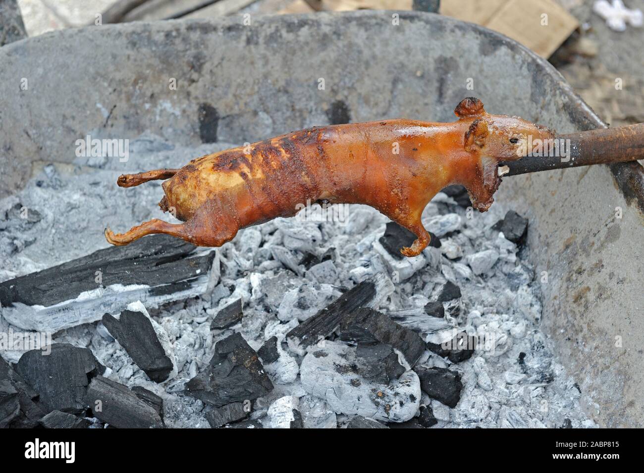 Guinea pig or Cuy as it is called in South America is a local delicacy that’s unique to the highlands of Peru, Bolivia and Ecuador. Stock Photo