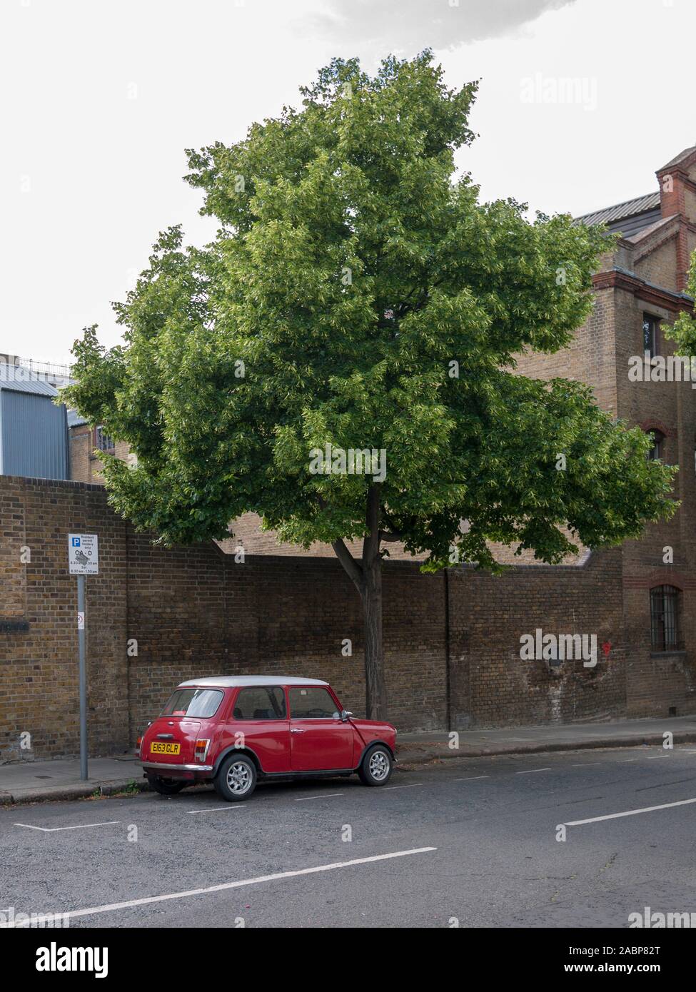 Small-leaved lime (Tilia cordata) urban trees and original Mini Cooper, London, UK Stock Photo