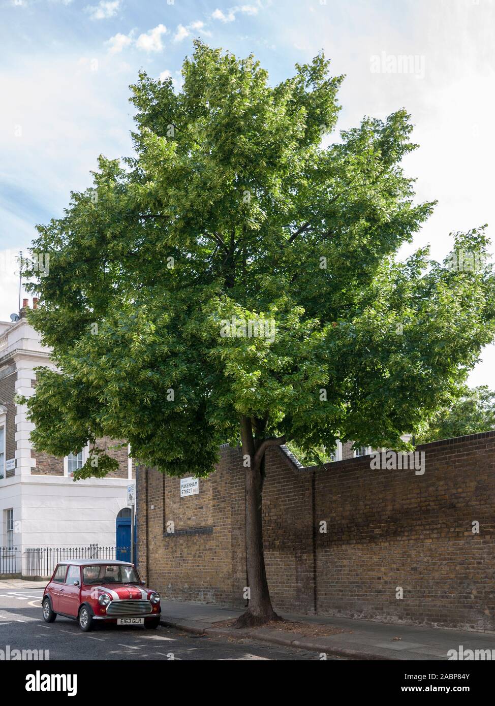 Small-leaved lime (Tilia cordata) urban trees and original Mini Cooper, London, UK Stock Photo