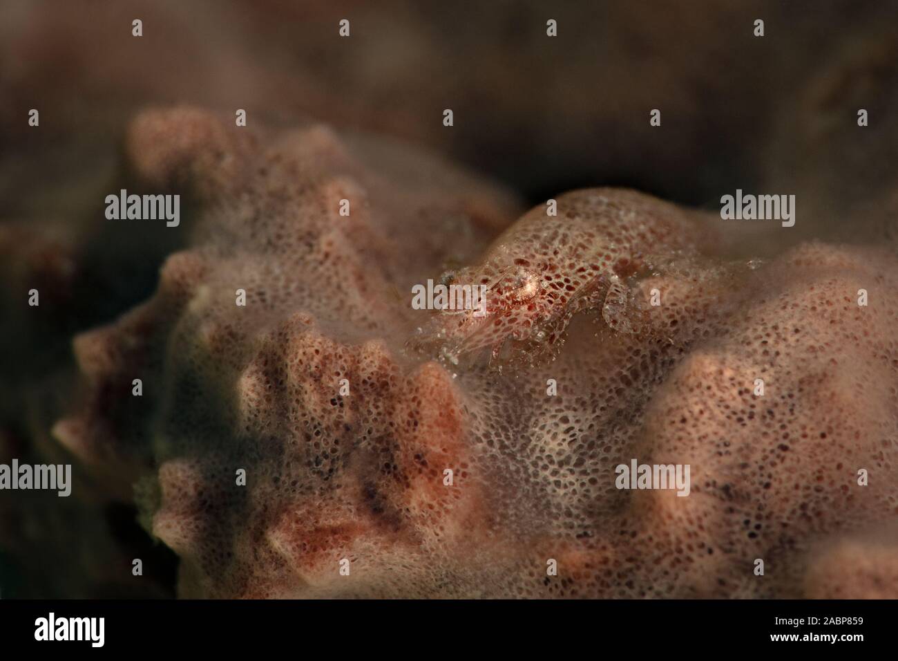 Master of camouflage. Cryptic Sponge Shrimp (Gelastocaris paronae). Underwater macro photography from Romblon, Philippines Stock Photo