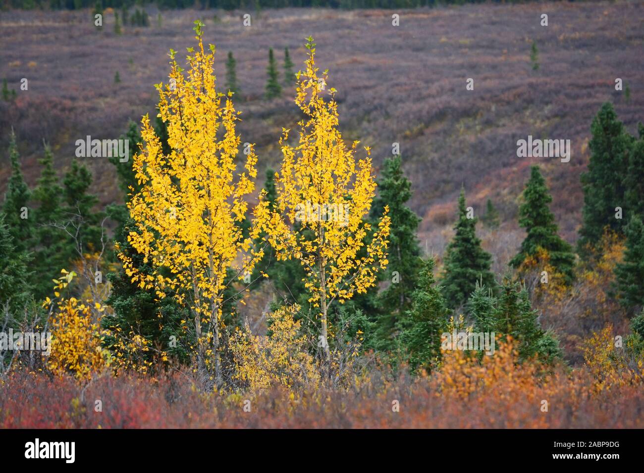 Alaskan forest in fall colors Stock Photo
