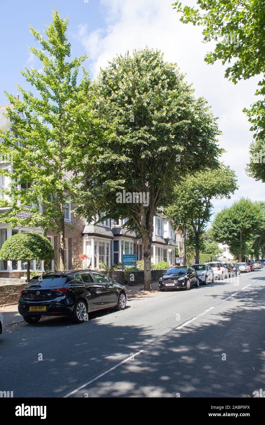 Mature street trees, including a Silver Lime (Tilia tomentosa), on a Victorian residential street, Penzance, Cornwall, UK Stock Photo