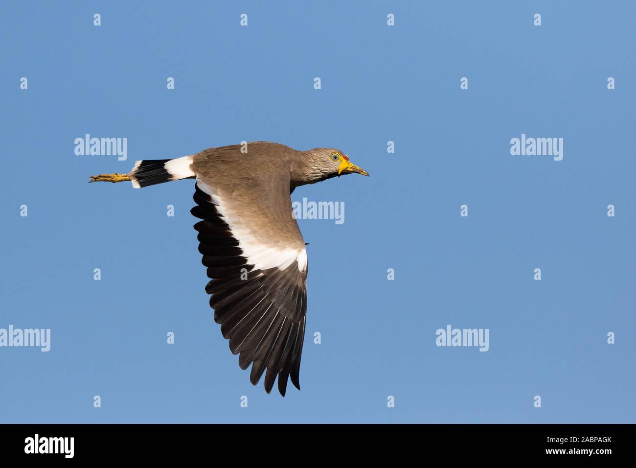 African Wattled Lapwing,in flight, Vanellus senegallus, The Gambia, West Africa Stock Photo