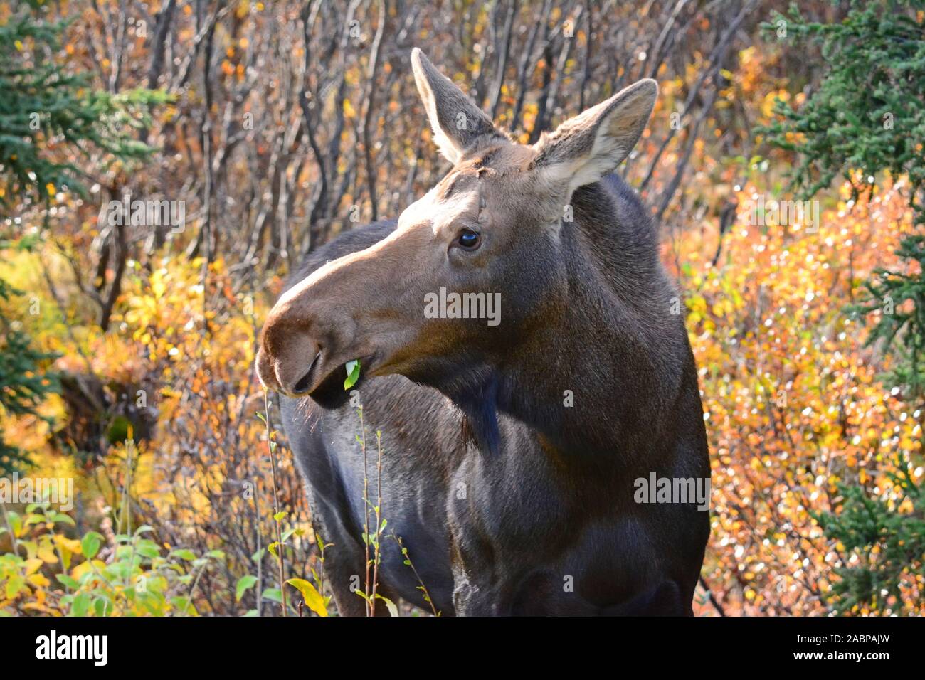 Female moose in Denali  NP,  Alaska Stock Photo