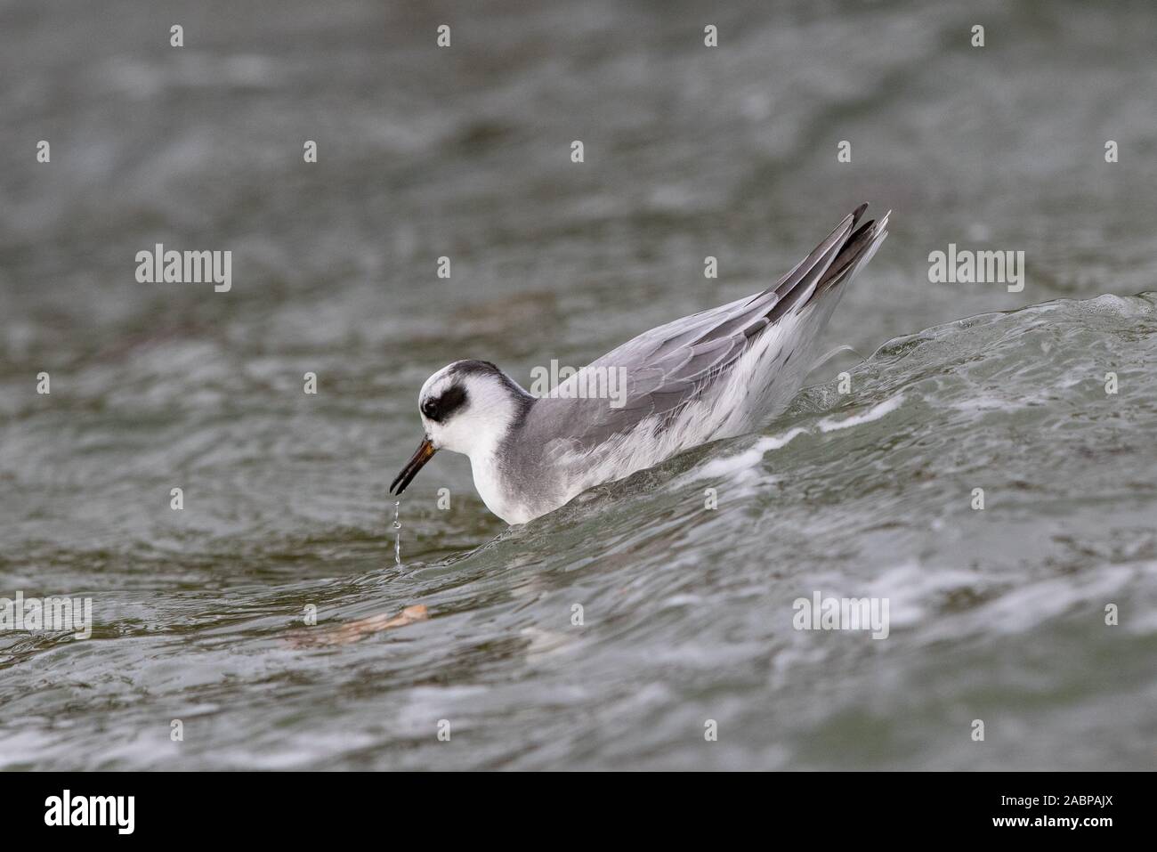 Grey Phalarope, Phalaropus fulicarius, Farmoor Reservoir, Oxfordshire, UK Stock Photo