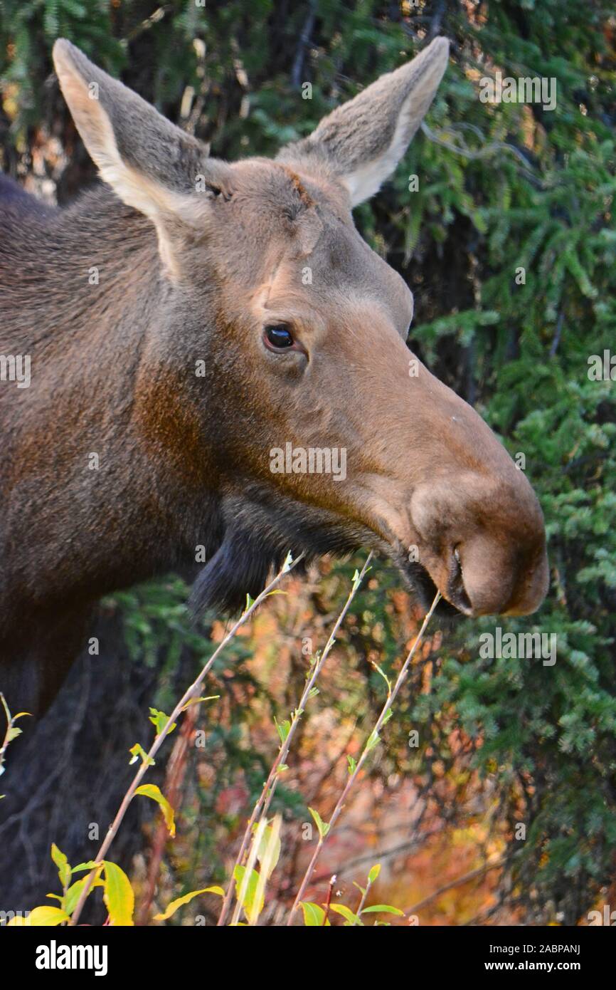 Female moose in Denali  NP,  Alaska Stock Photo