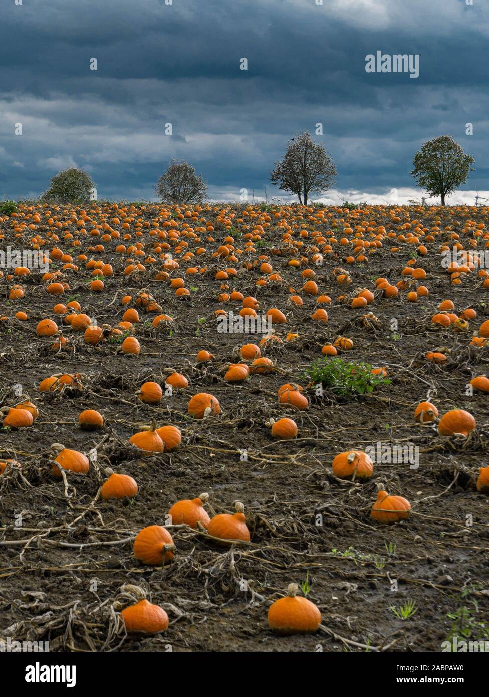 Orange pumpkins at a cultivated field in rural area Stock Photo - Alamy